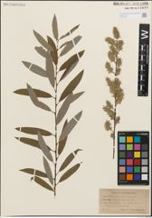 Foto von Salix humilis Marshall x Salix sericea Marshall